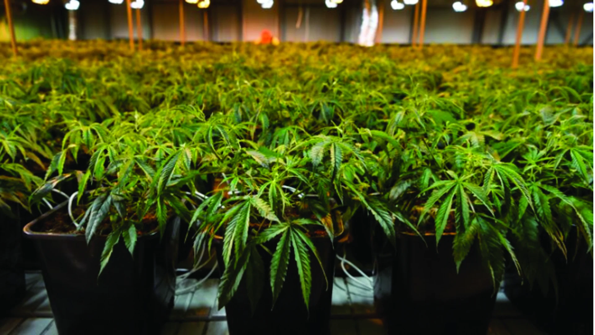 Healthy crop plants in controlled grow environment